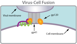 Virus Cell Function